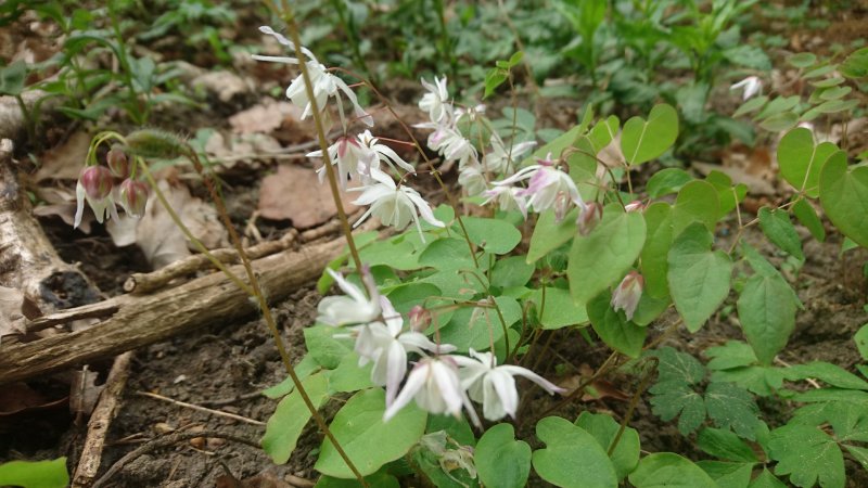 Epimedium ×youngianum 'Yenomoto'